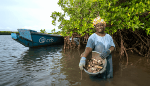 Blue Carbon: Unlocking New Opportunities in the Carbon Market.