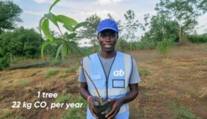 How Much C02 a Tree Absorbs and Its Role in the Voluntary Carbon Market